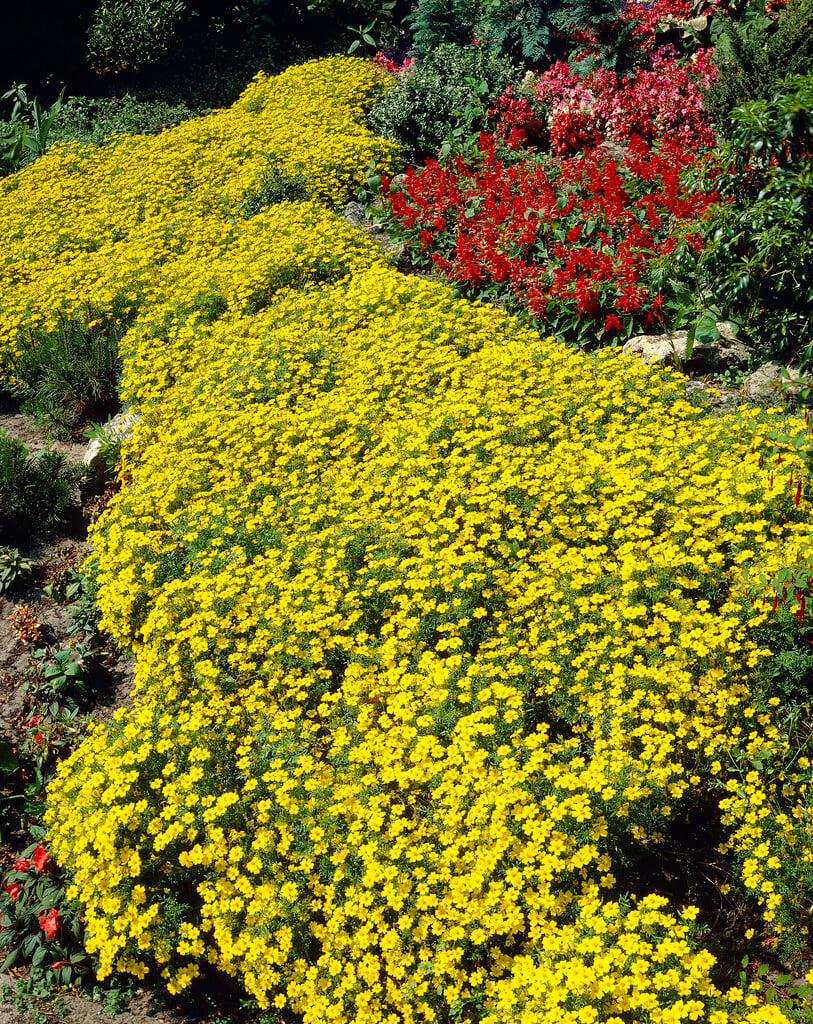 signet marigold