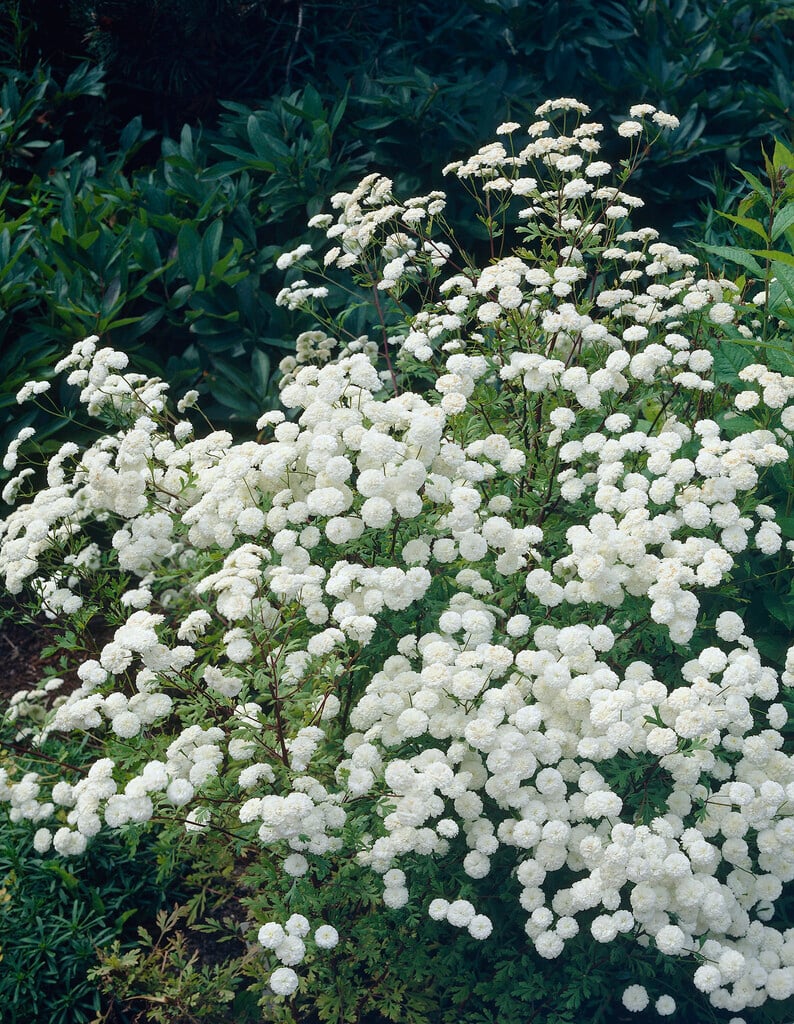 <i>Tanacetum</i> <i>parthenium</i> 'Rowallane' (d)