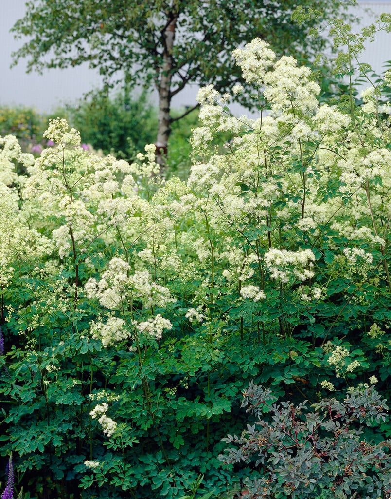 tall meadow rue