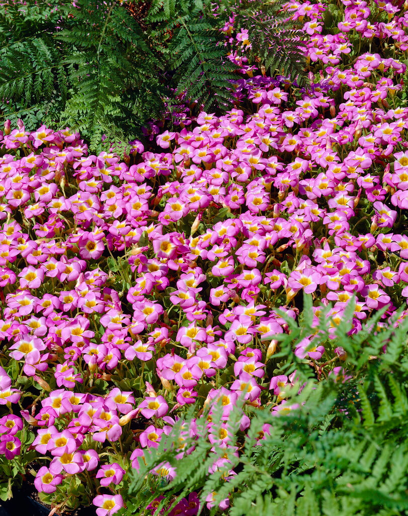 <i>Oxalis</i> <i>depressa</i>