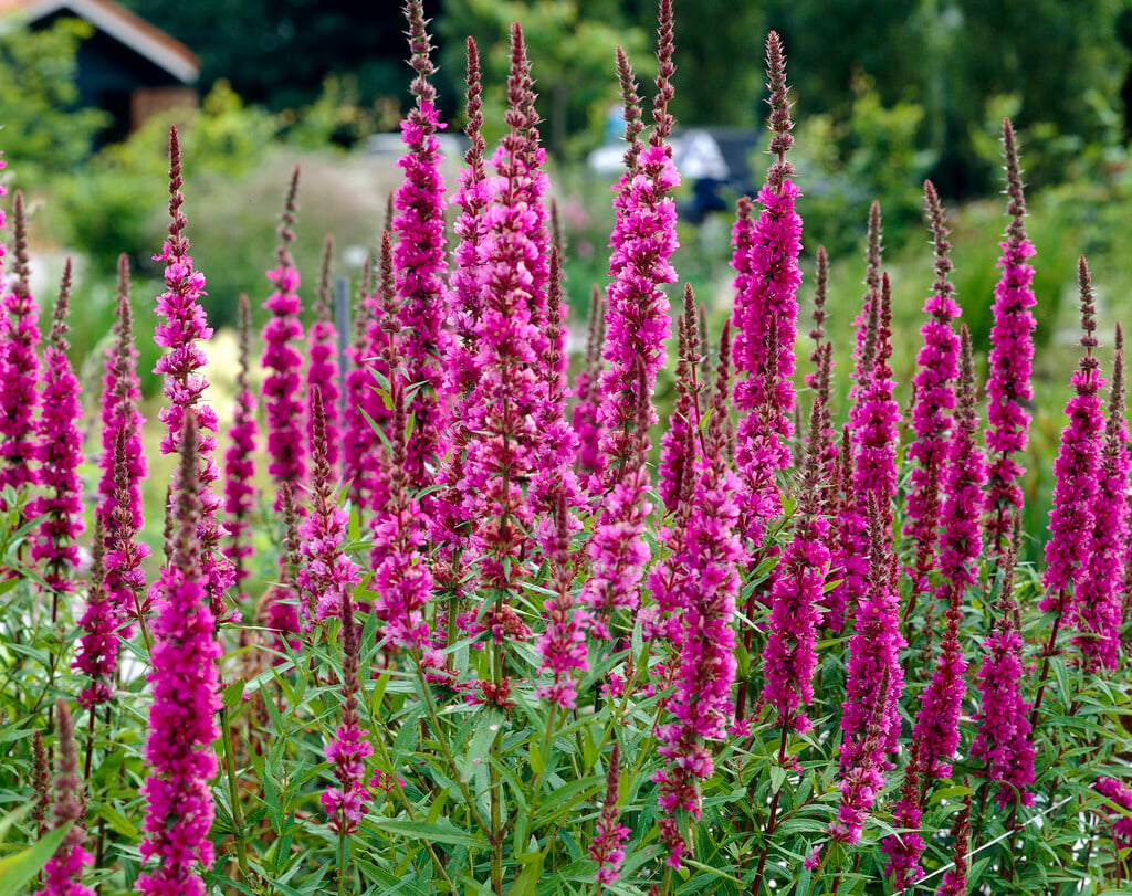 <em>Lythrum</em> <em>salicaria</em> 'Zigeunerblut'