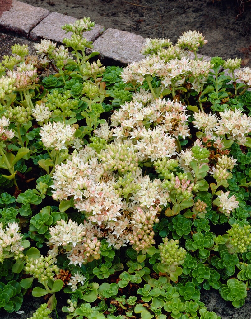 <em>Sedum</em> <em>spurium</em> 'Album'