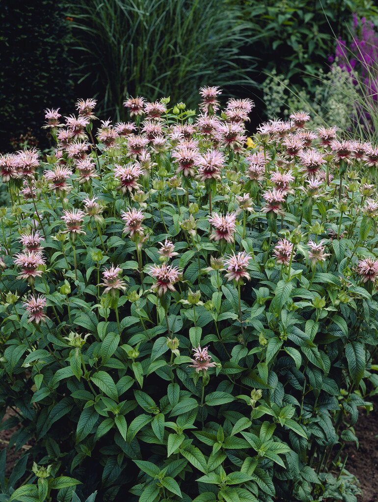 <i>Monarda</i> 'Cherokee'