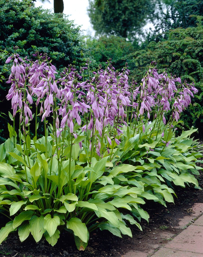 plantain lily 'Betsy King'