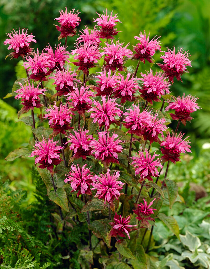 <i>Monarda</i> [<span style=\"font-variant: small-caps;\">Twins</span>]