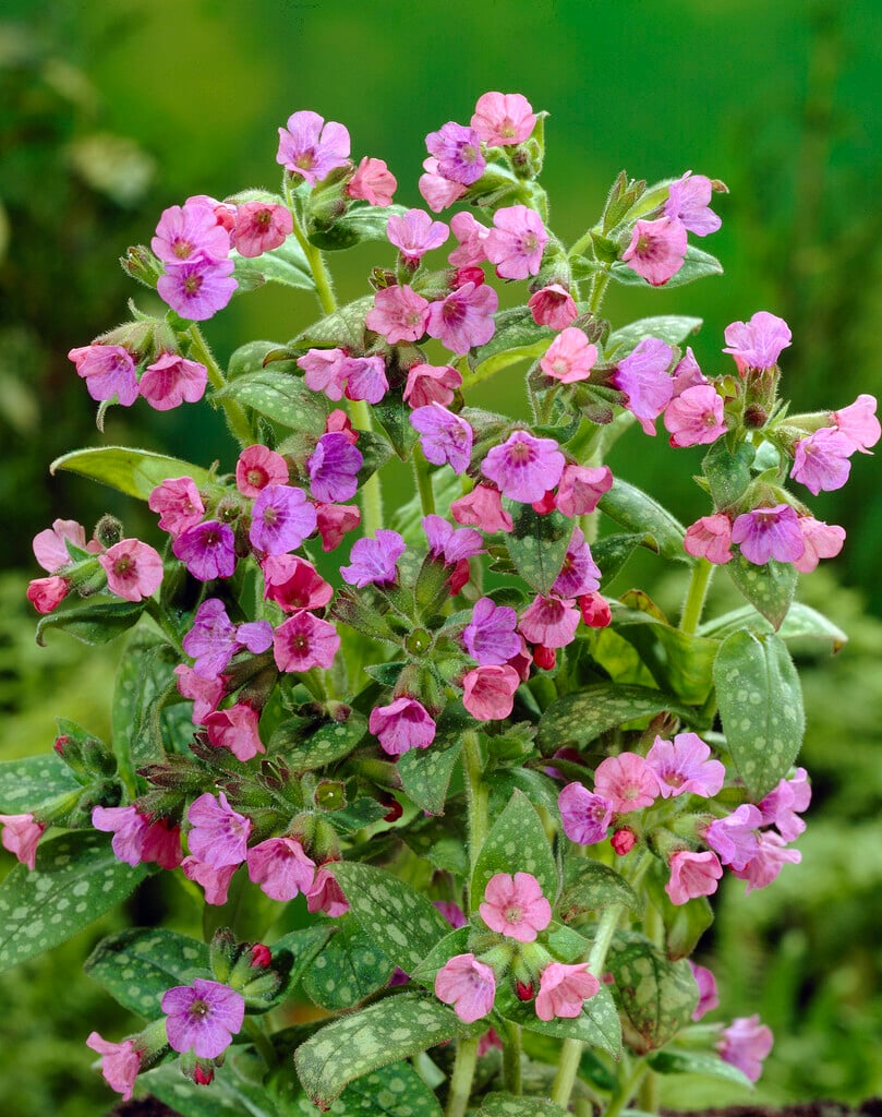 Bethlehem sage 'Mrs Moon'