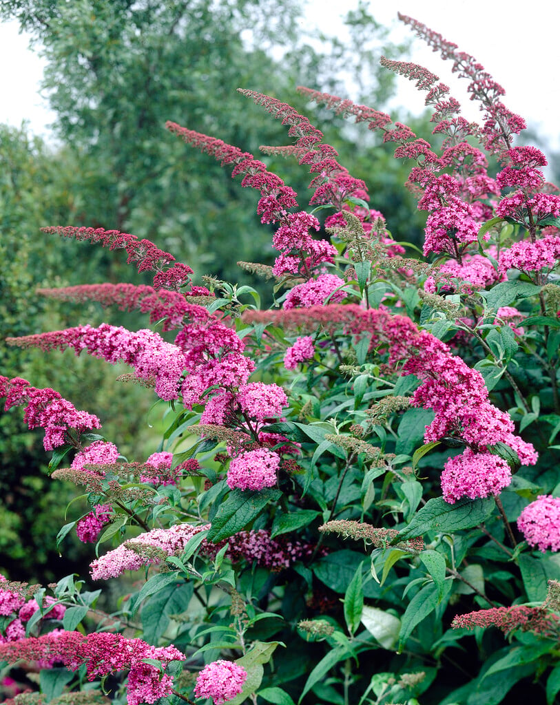 butterfly bush 'Pink Delight'