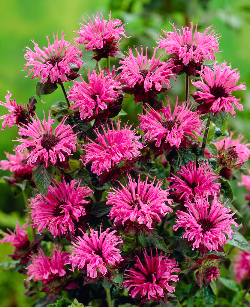 <i>Monarda</i> [<span style=\"font-variant: small-caps;\">Twins</span>]