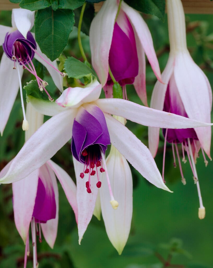 fuchsia 'Carmel Blue'