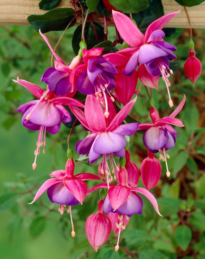 fuchsia 'Cover Girl'