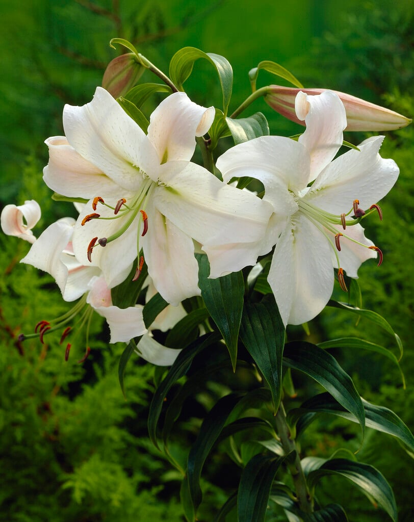 lily 'Olivia'