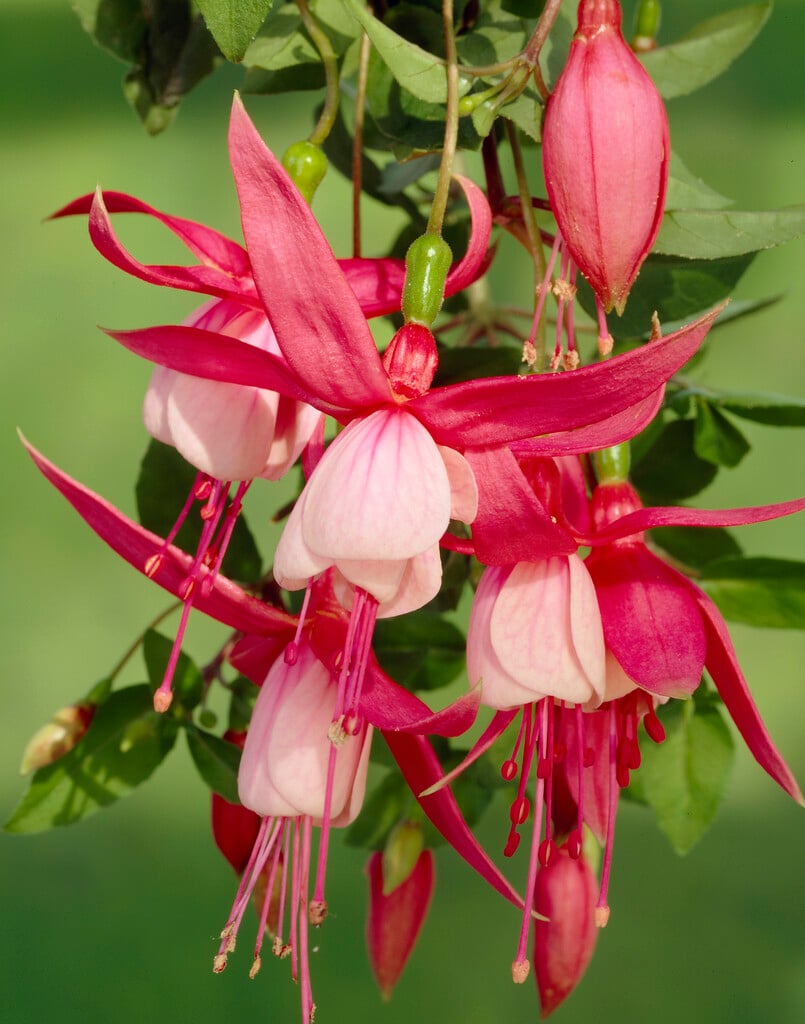 fuchsia 'Mieke Meursing'