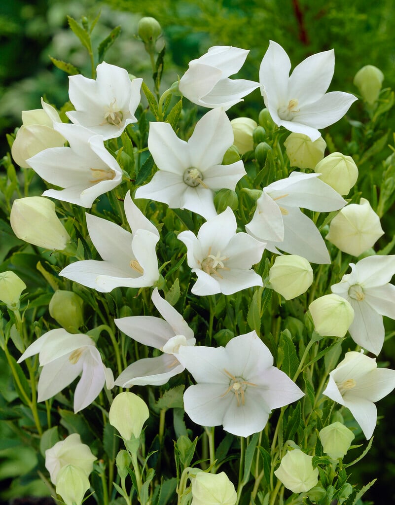 <i>Platycodon</i> <i>grandiflorus</i> 'Albus'