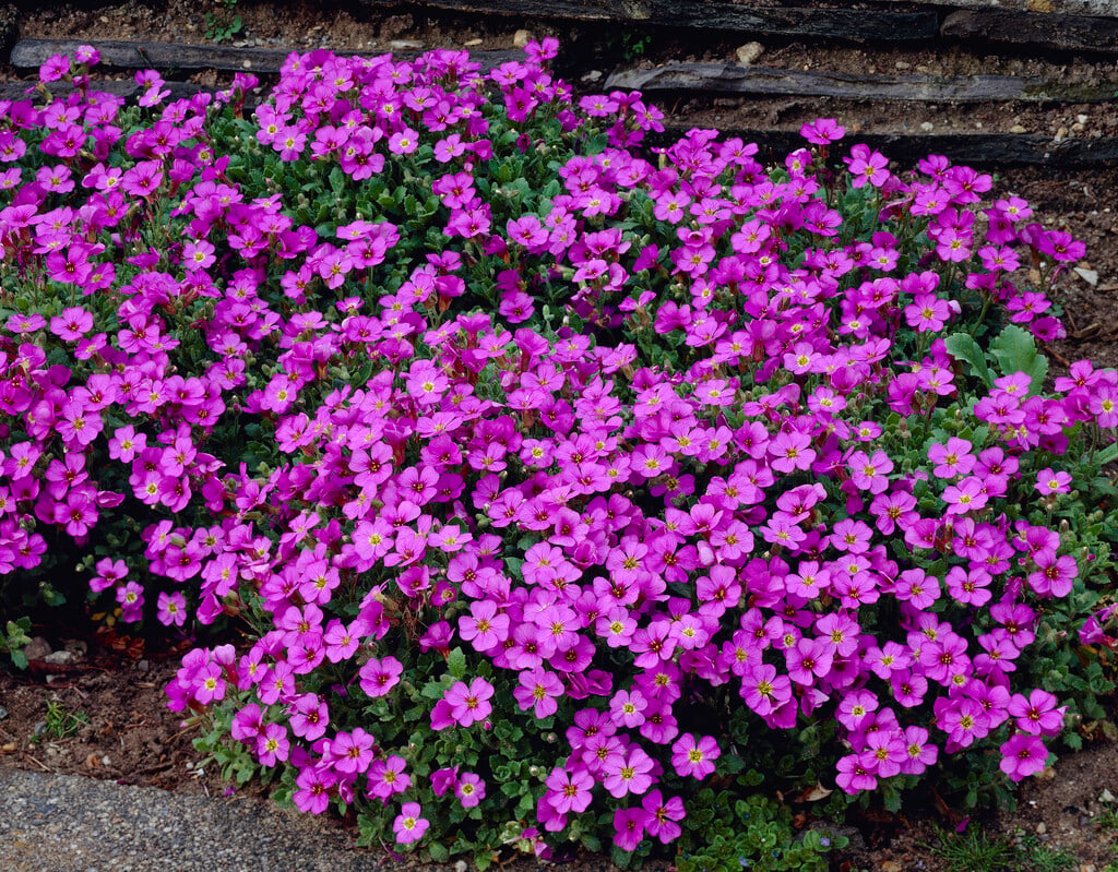 aubrieta 'Blue Cascade'