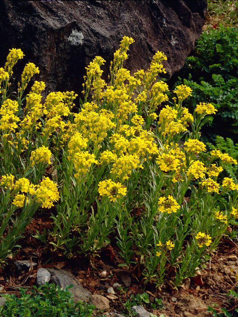inflated bladderseed