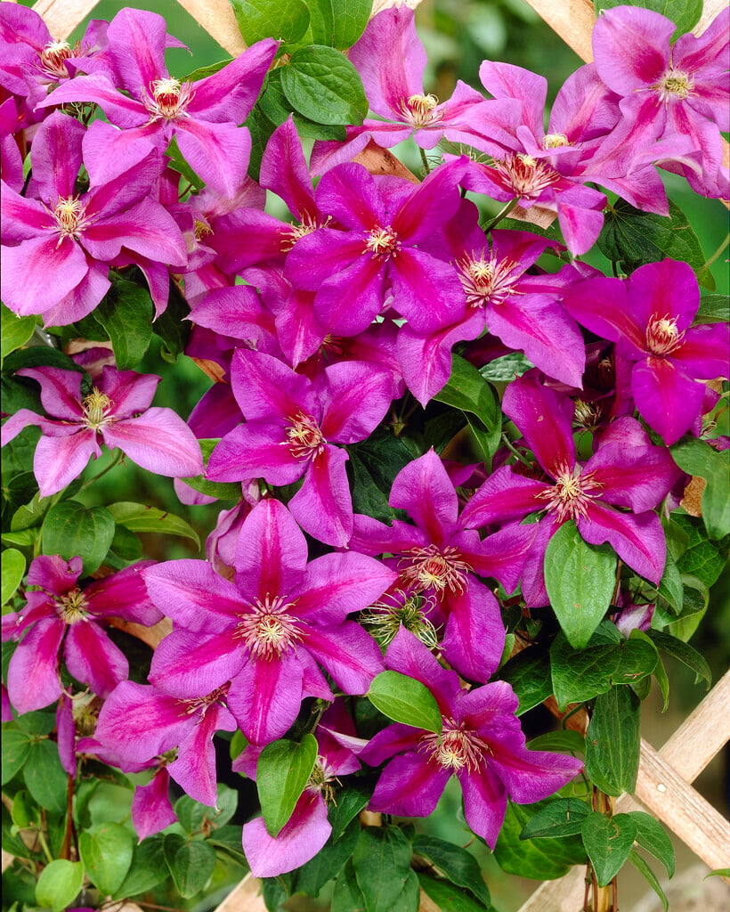 clematis 'Mrs N. Thompson'