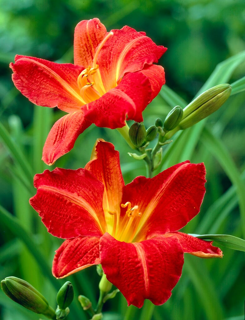 daylily 'Red Rum'