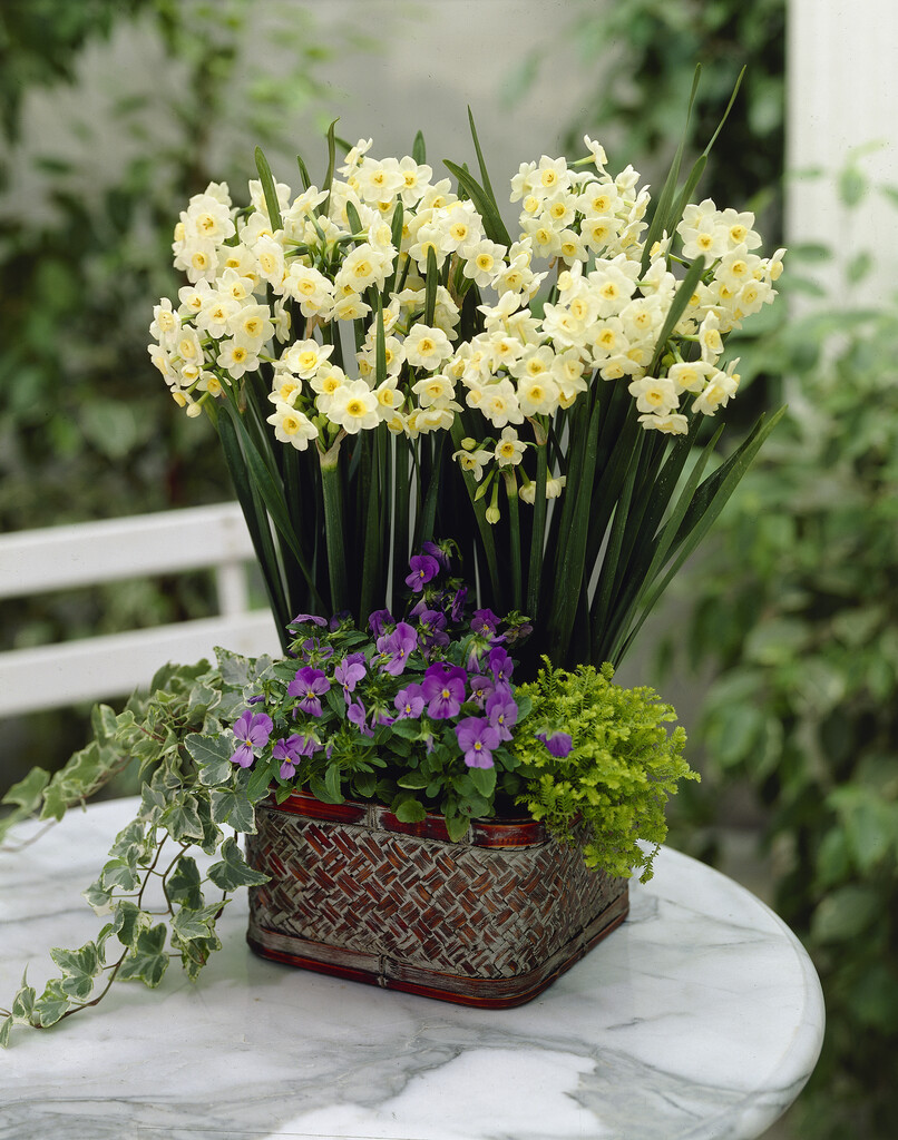 daffodil 'Grand Primo'