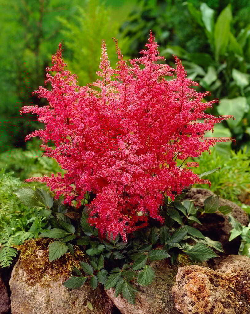 Astilbe simplicifolia 'Aphrodite' | astilbe 'Aphrodite' Herbaceous ...
