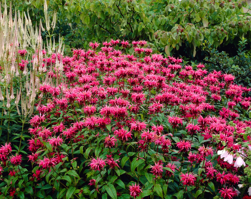 bergamot 'Balance'