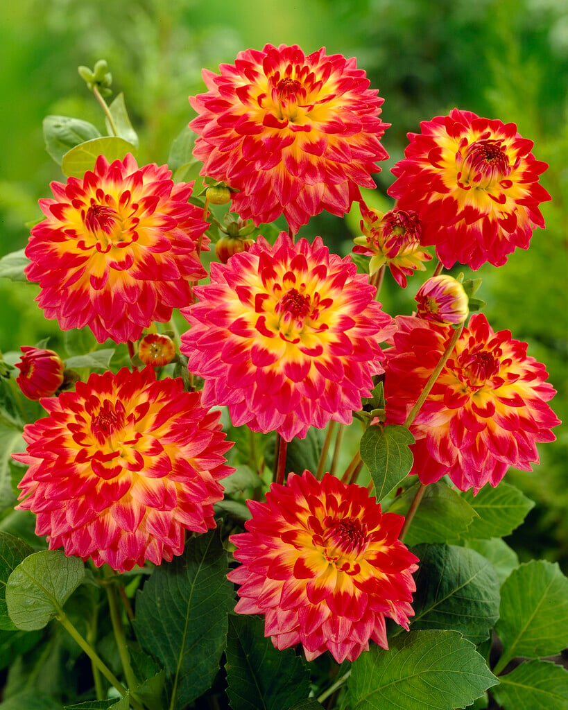 dahlia 'Procyon'
