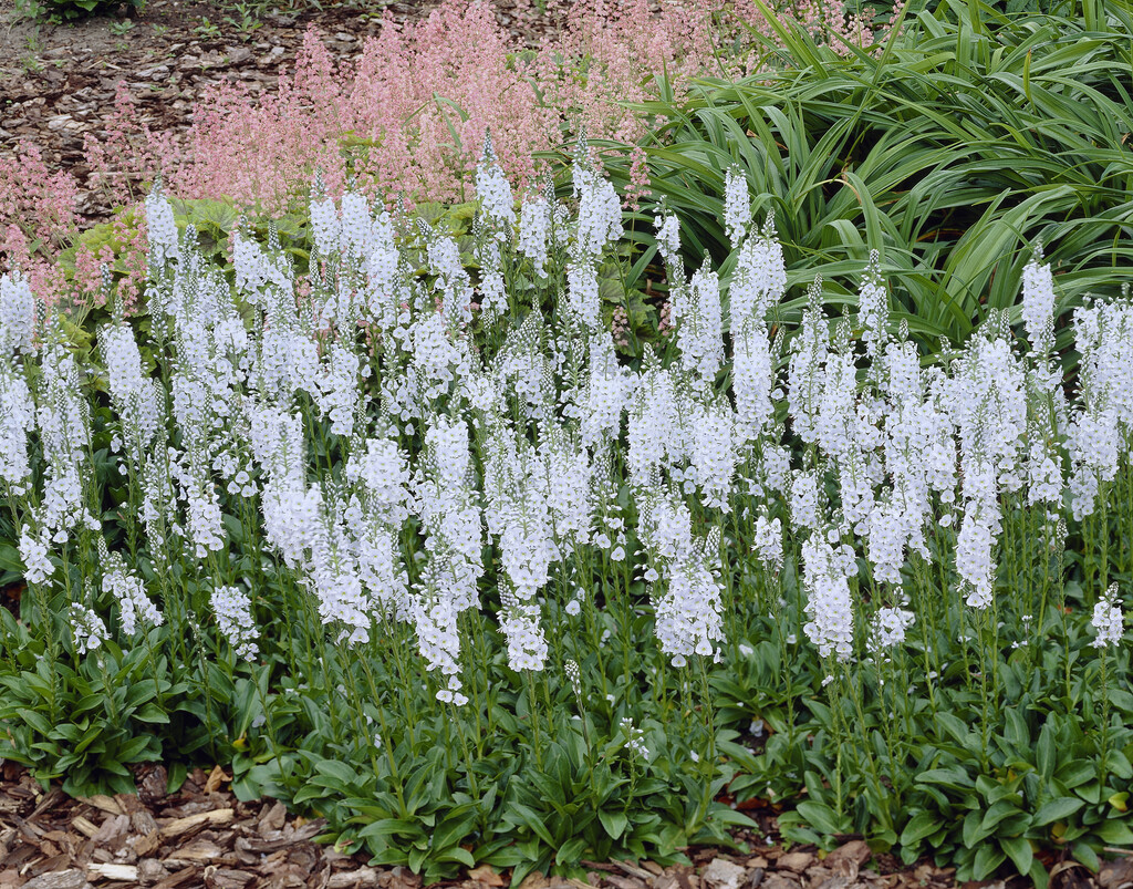 gentian speedwell 'Pallida'
