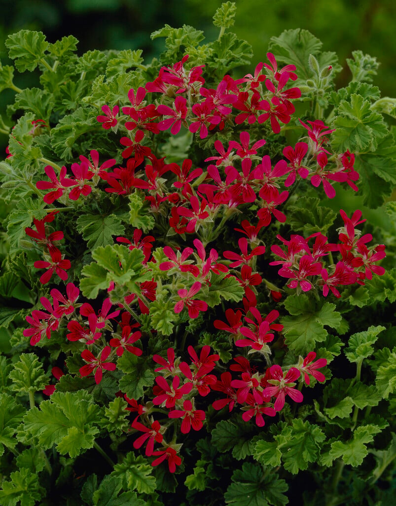geranium 'Shottesham Pet'