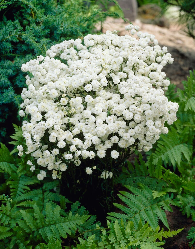 <i>Tanacetum</i> <i>parthenium</i> 'Rowallane' (d)