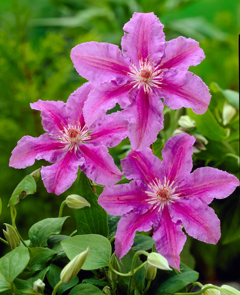 Clematis &Prince Philip& (EL) | clematis &Prince Philip& Climber Wall ...