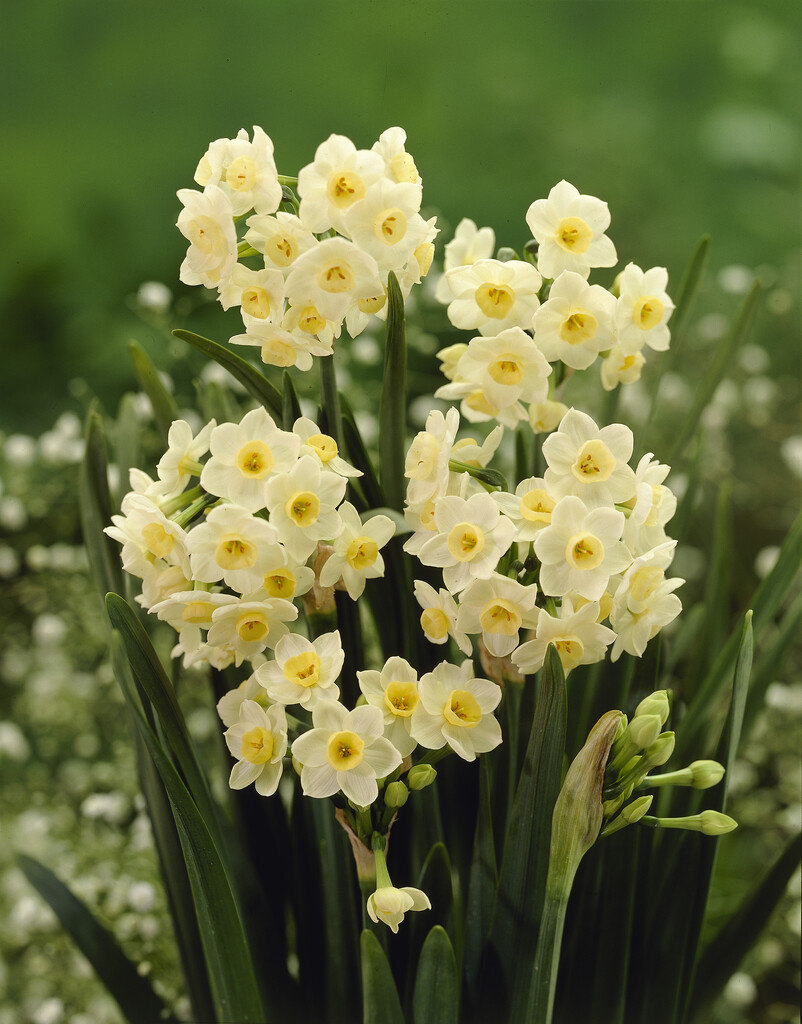 daffodil 'Grand Primo'