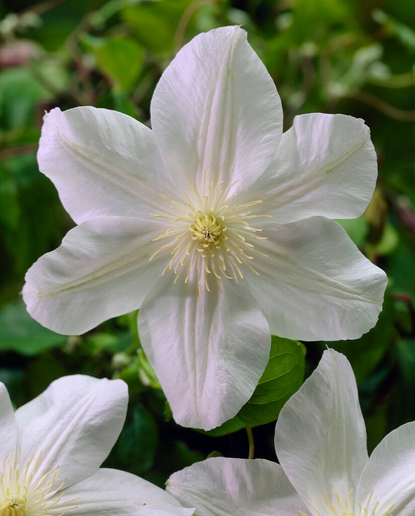 clematis 'Mevrouw Le Coultre'