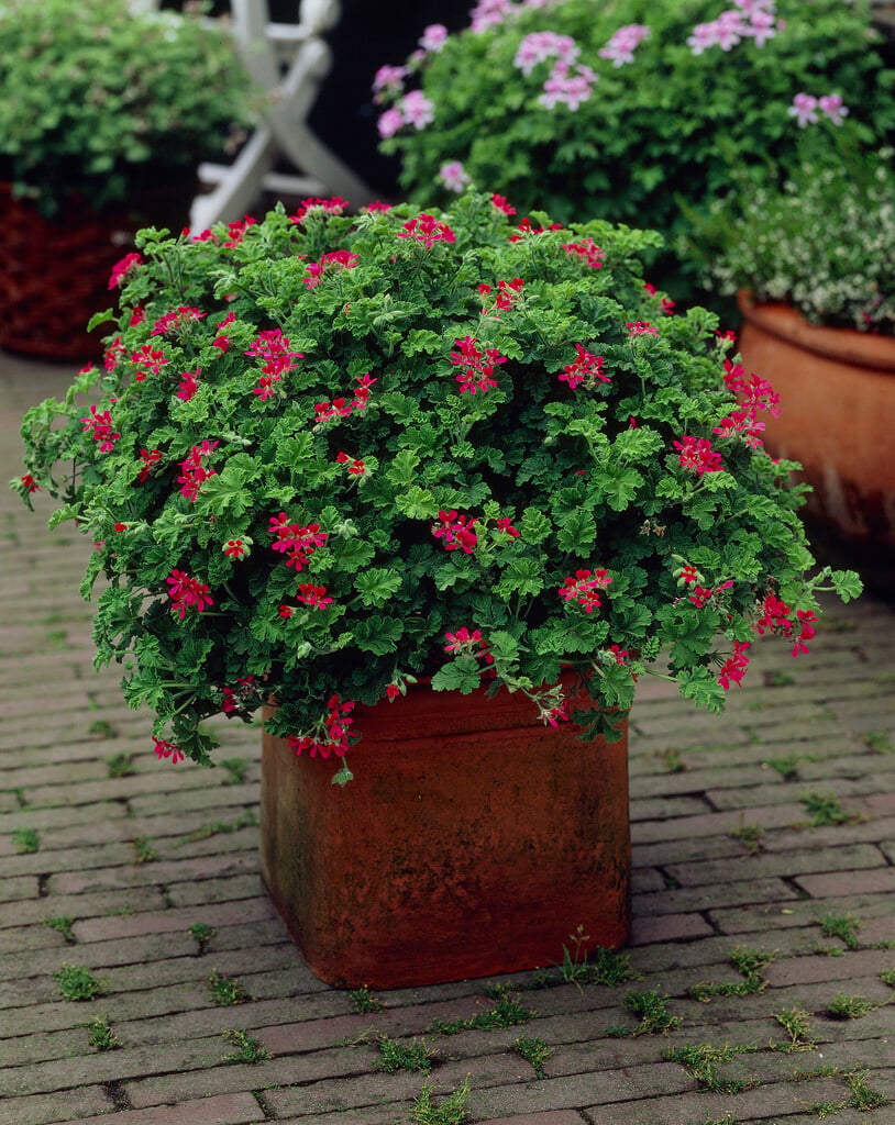 geranium 'Shottesham Pet'
