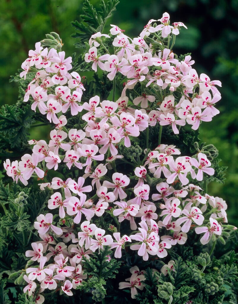 geranium 'Blandfordianum'