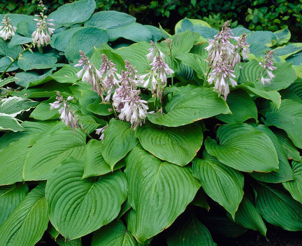 plantain lily 'Elata'
