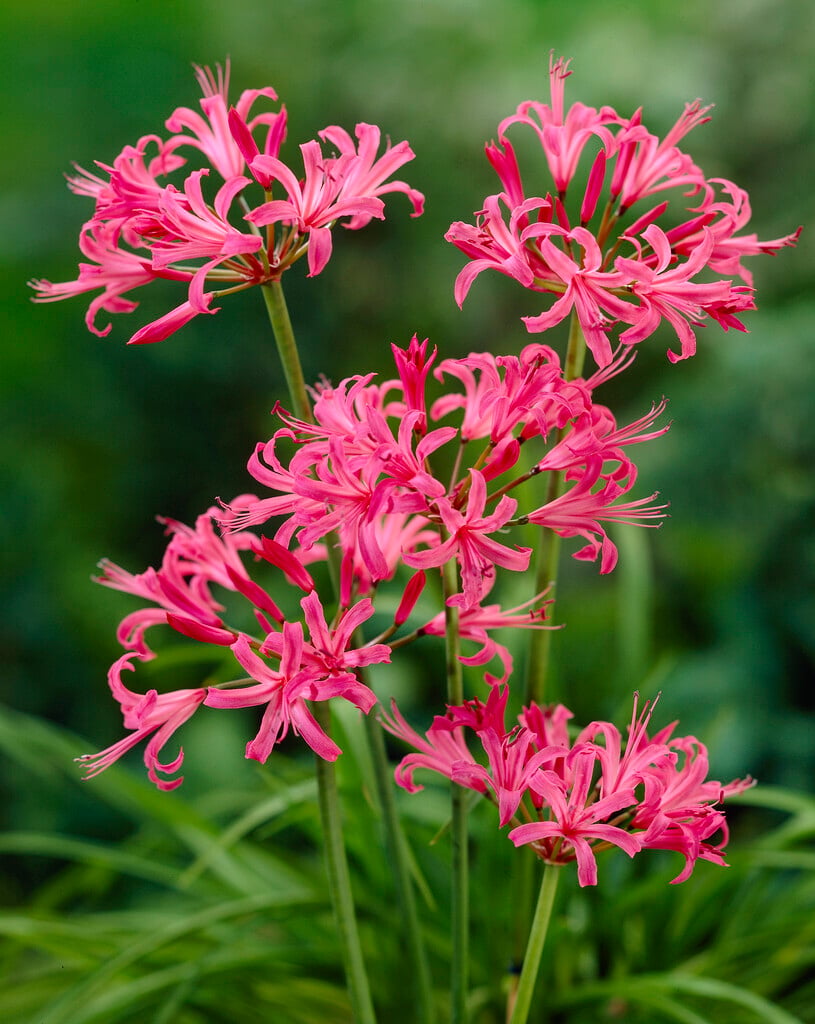 nerine 'Mansellii'