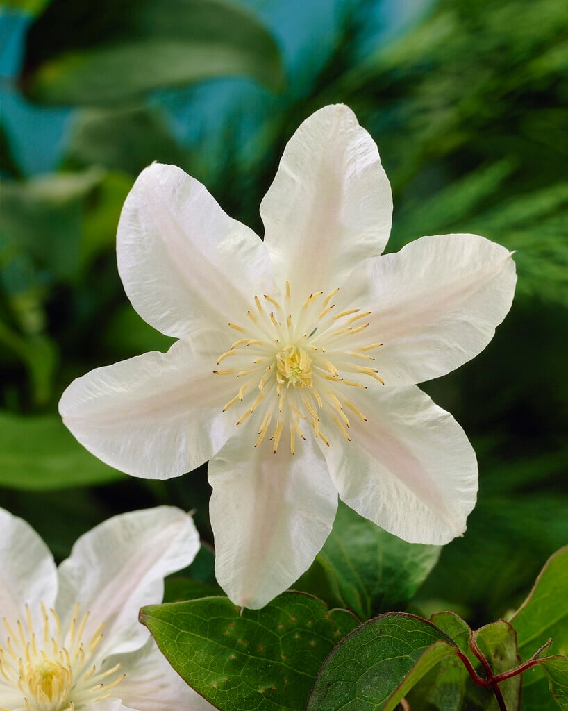 clematis 'Guernsey Cream'