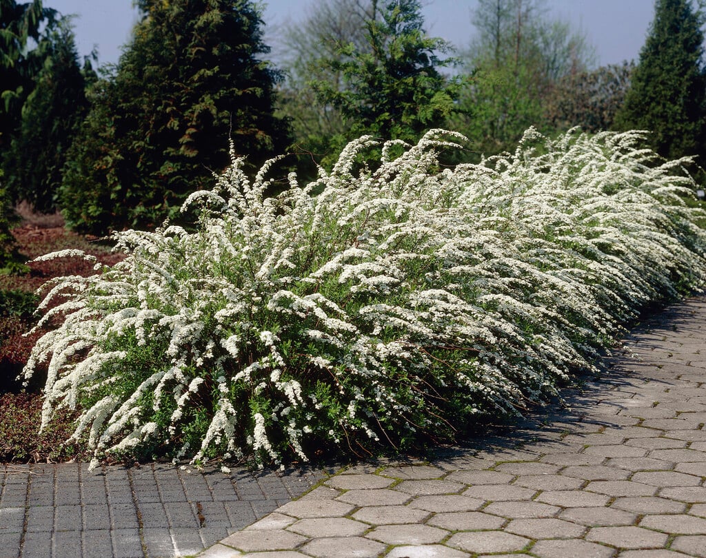 spiraea 'Grefsheim'