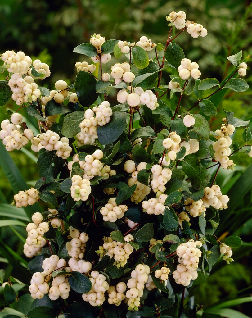 common snowberry