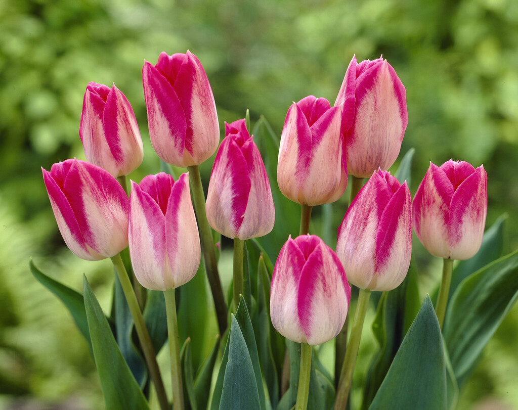 tulip 'Blenda'