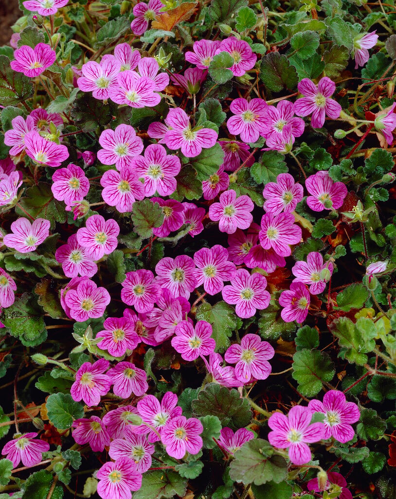 stork's bill 'William Bishop'