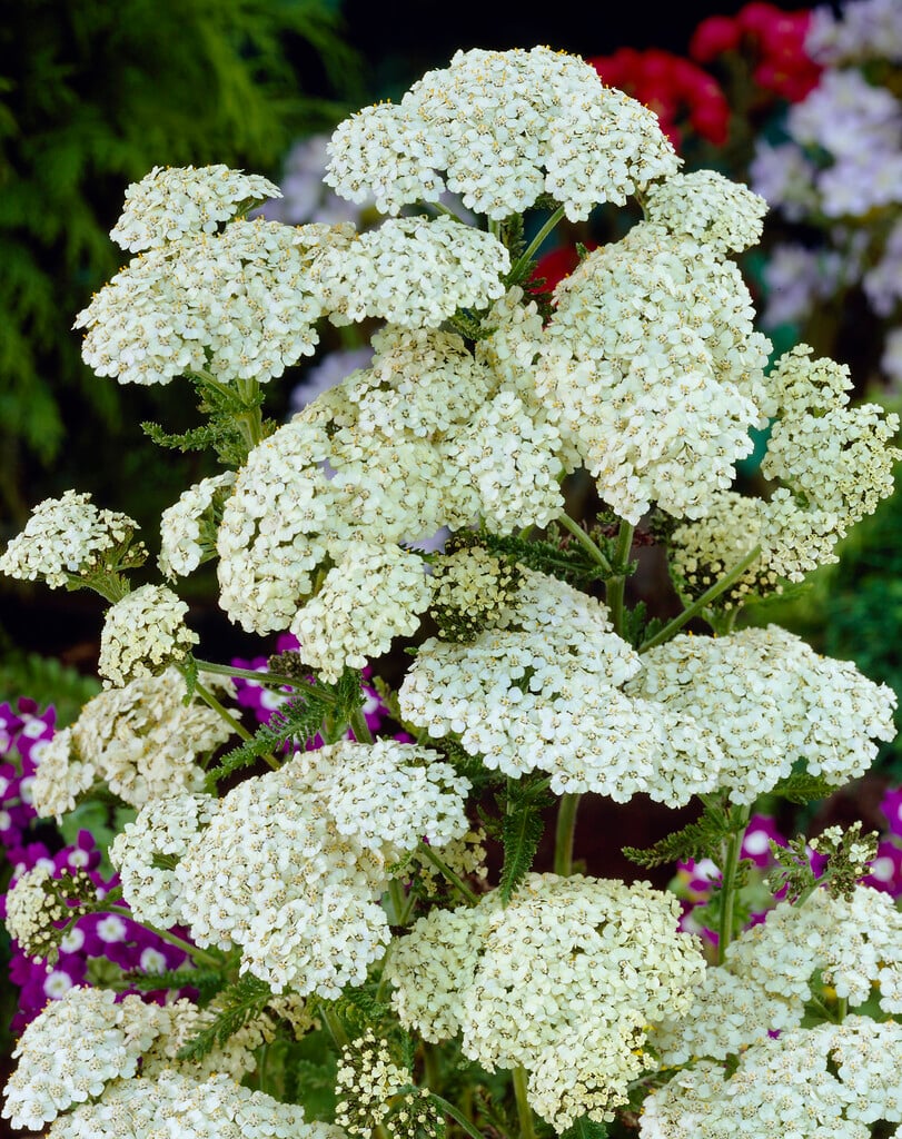 yarrow 'White Beauty'