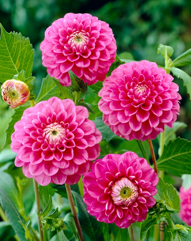 <i>Dahlia</i> 'Peter' (D)
