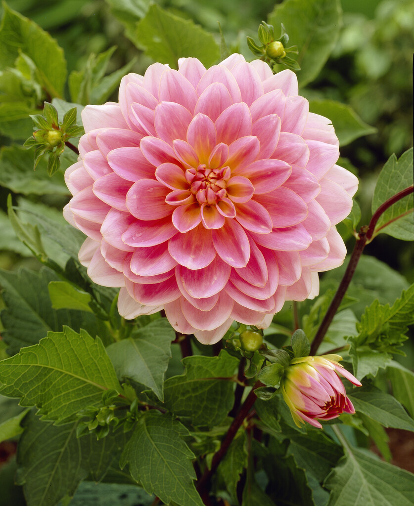 dahlia 'Gerrie Hoek'