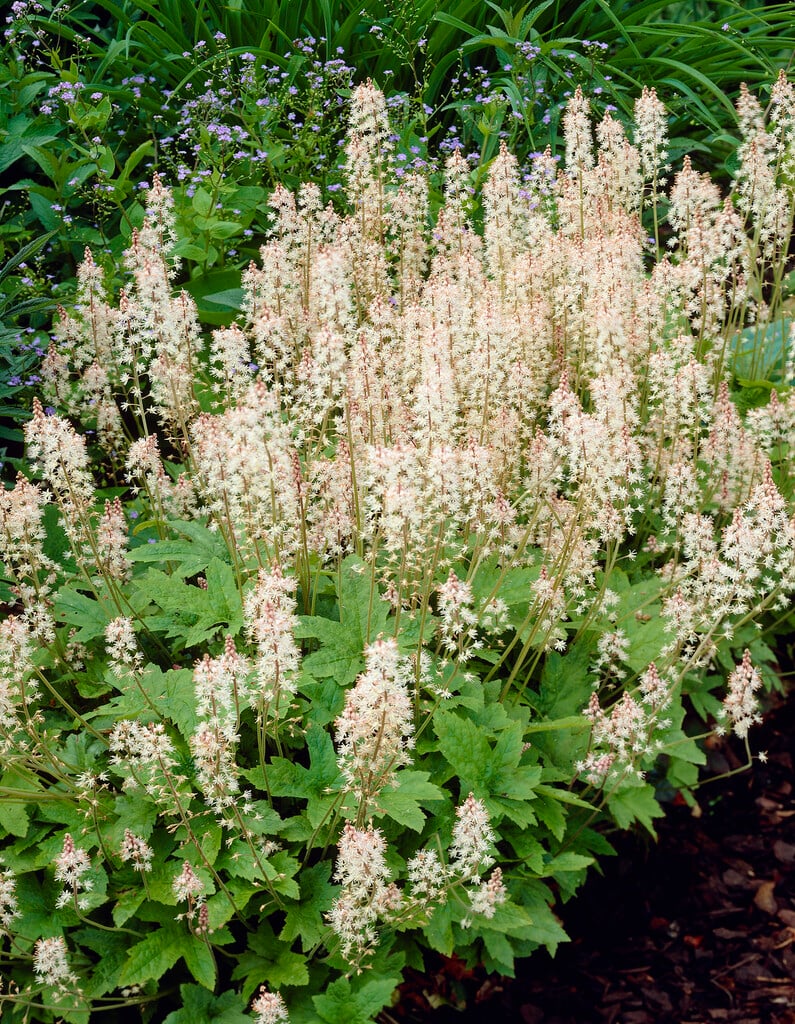 foam flower 'Oakleaf'