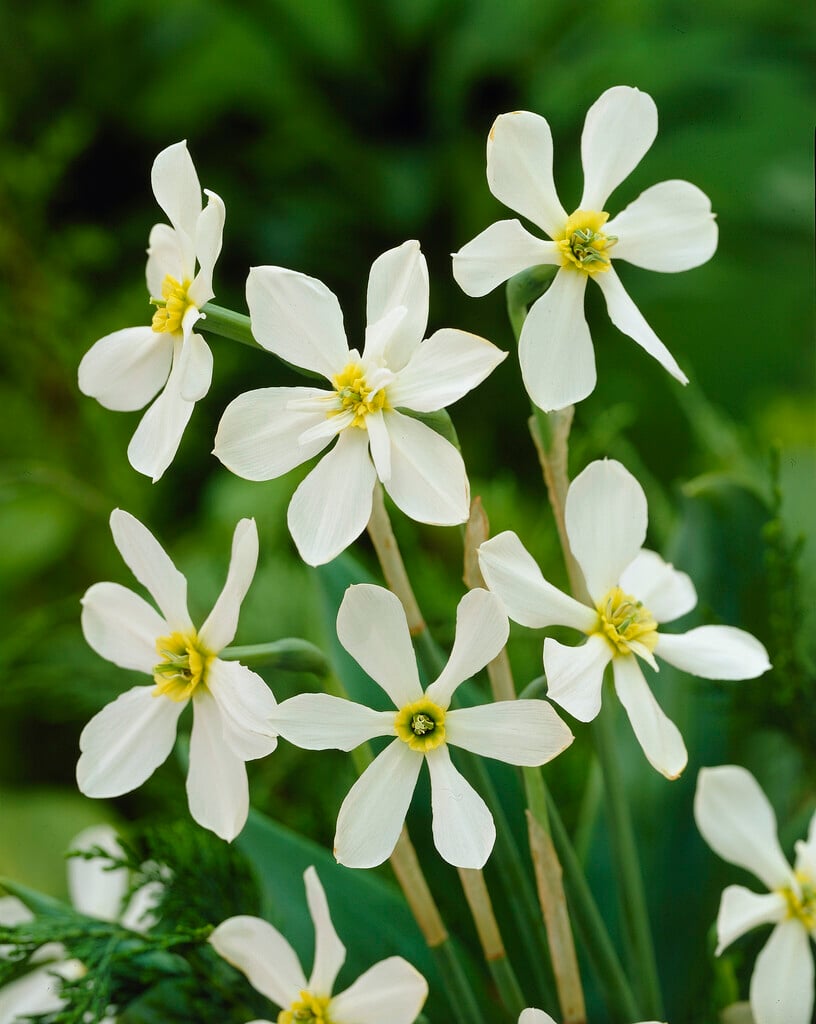 daffodil 'Keats'