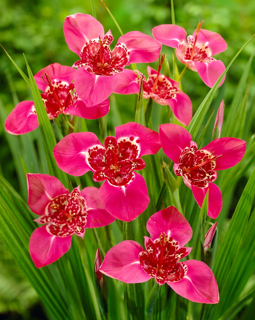 <i>Tigridia</i> <i>pavonia</i> 'Lilacea'