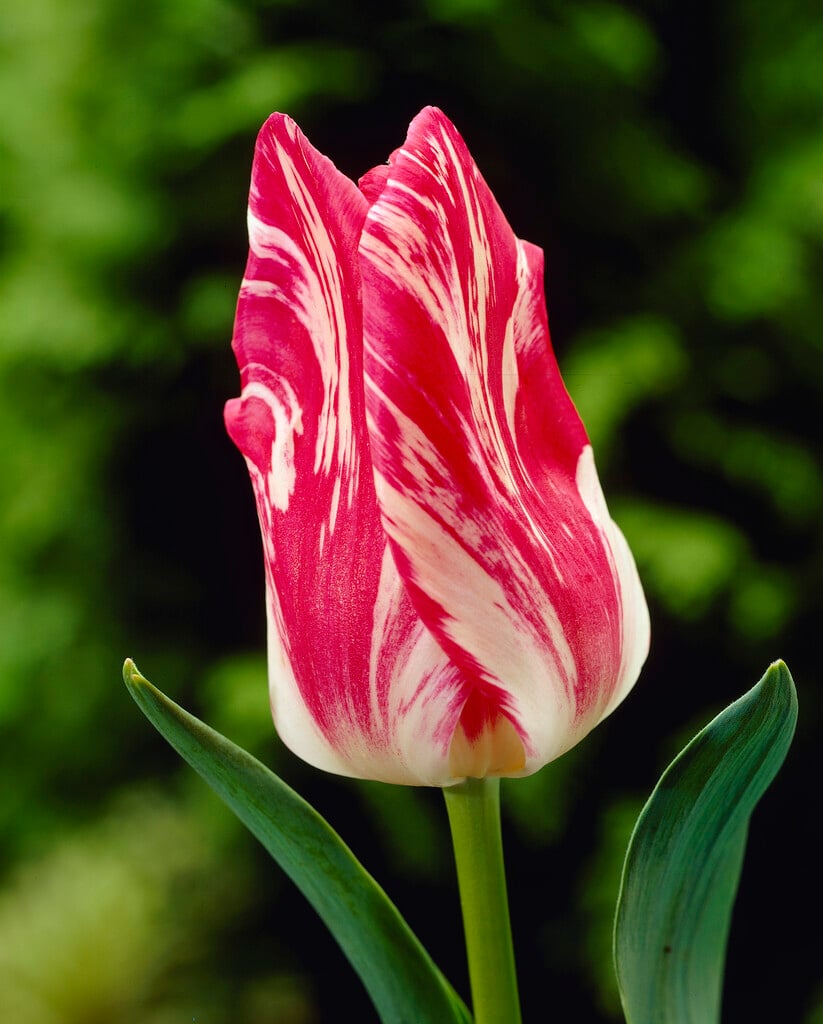 tulip 'Zomerschoon'