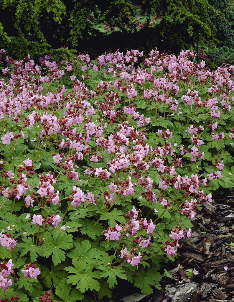 big-root cranesbill 'Ingwersen's Variety'