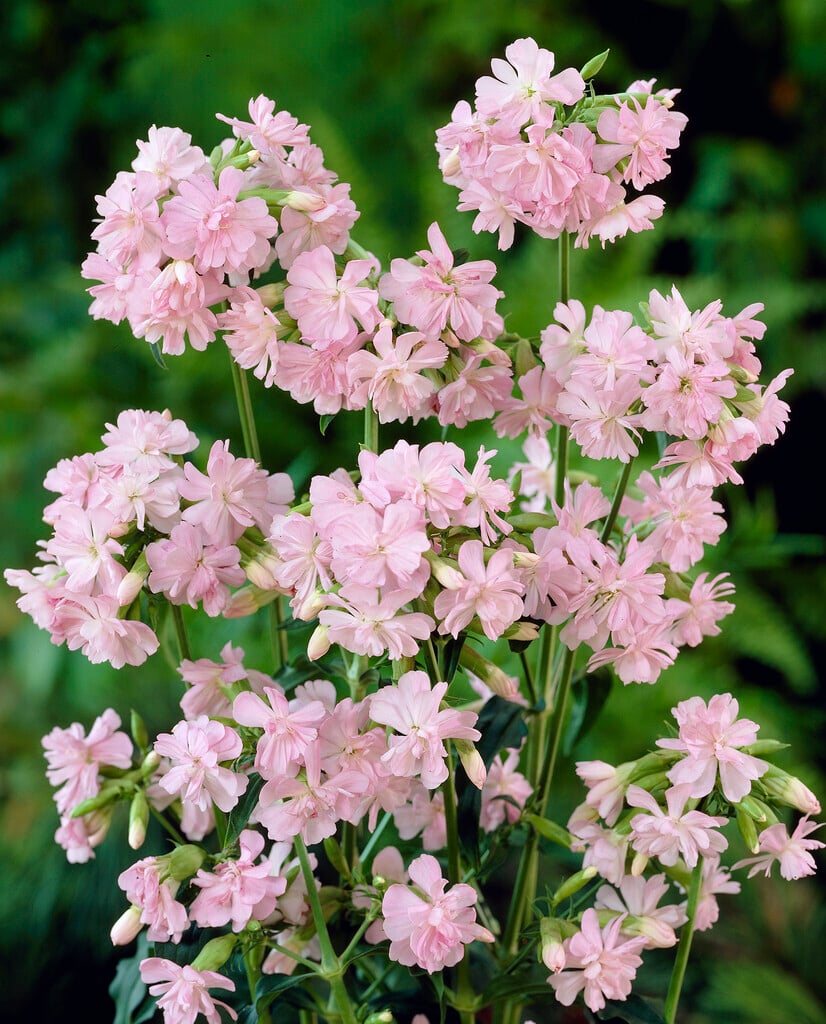 soapwort 'Rosea Plena'