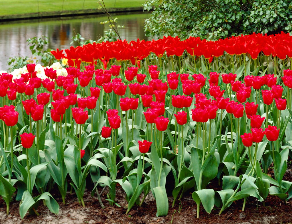 tulip 'Bastogne'